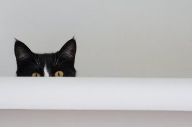 Gatto all'interno di una vasca da bagno