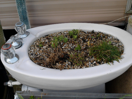 Bidet usato come vaso per piante