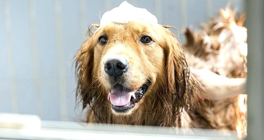 Cane durante lo shampoo